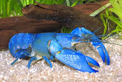 Blue yabby distacter