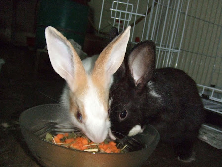 my rabbit