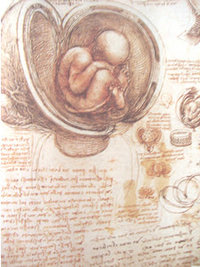 El Feto Y La Madre Segun Leonardo Da Vinci Eva Dominguez