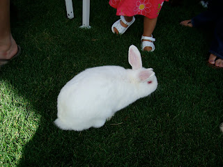 White bunny on grass