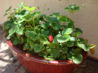 Close up of strawberry plant