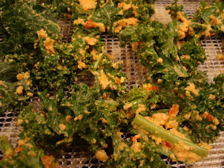 Close up of nutritional yeast mixture rubbed on kale leaves on dehydrator trays