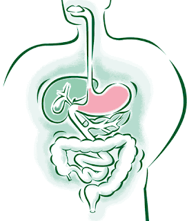 Photo of digestive system