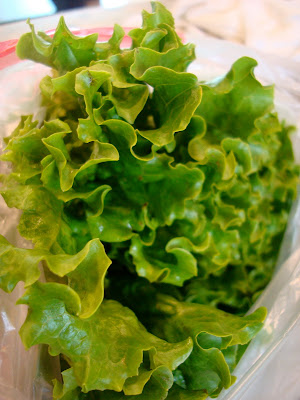 Close up of lettuce