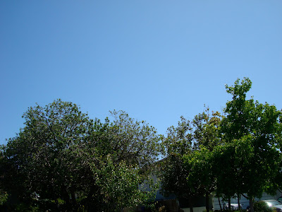 Photo of trees with blue sky