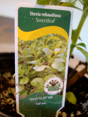 Tag in plant saying Sweetleaf Stevia