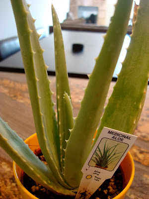 Close up of Aloe Plant