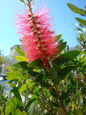 Pink Spiky Flower