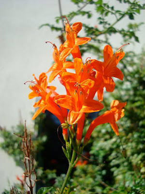 Multiple Orange Flowers