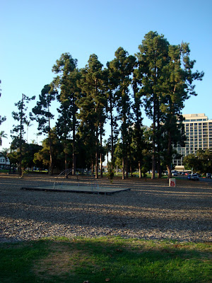 Play area lined with tall trees at park