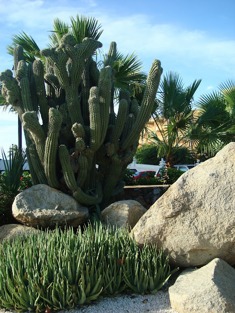 Large cactus with rocks in front of it
