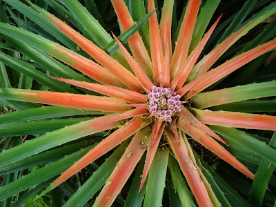 Close up of green and orange plant