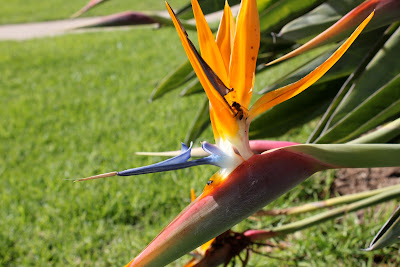 Orange and purple flower hanging off plant