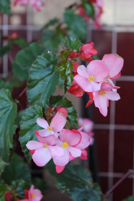Light pink flower on plant