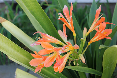 Orange/Pink flowers on plant