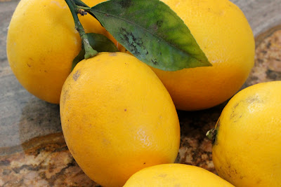 Close up of lemons on stem