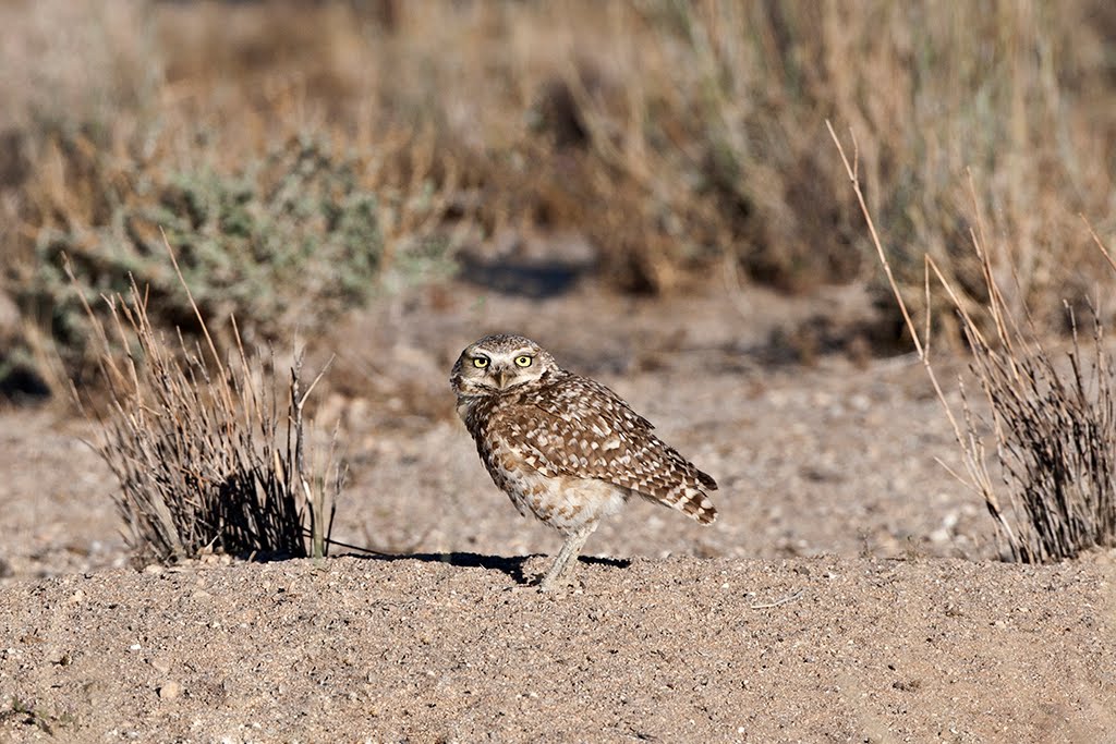 What's Current with Kevin & Anne Our weekend Burrowing Owl trip to