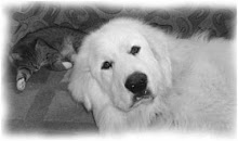 Great Pyrenees with kitty