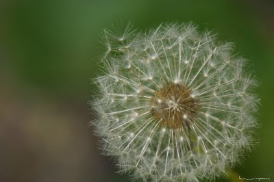 Păpădia (Taraxacum officinale)