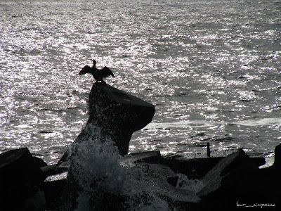 cormoran-cormorant