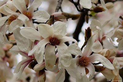 floare frumoasa Magnolia
