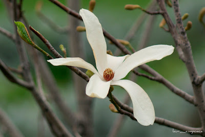 magnolia-alba-white-Magnolia