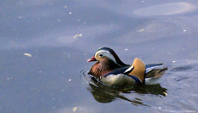 wood duck-rata mandarin