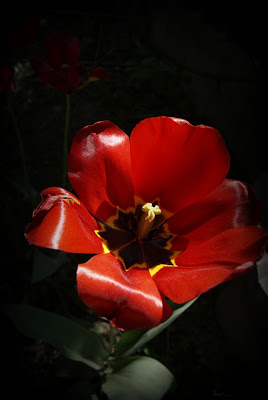 lalea-tulip-tulipa