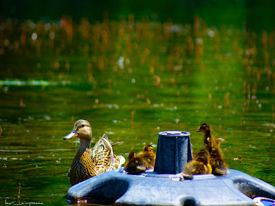 Rata salbatica Duck Pato Πάπια