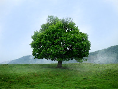 tree of life copacul vietii