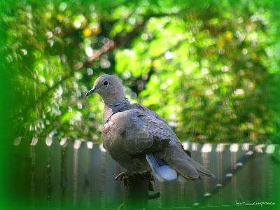 Gugustiuc-Eurasian Collared Dove-Tórtora turca-Türkentaube