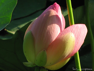 Flori de lotus Nelumbo nucifera Lotosblume