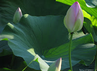 Flori de lotus Nelumbo nucifera Lotosblume