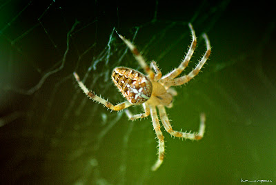 Paianjen cu cruce-Araneus diadematus-Gartenkreuzspinne