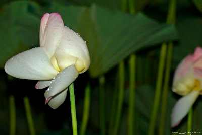 lotus-floaredelotus-lotusflower-Lotosblume-λωτός λουλούδι-fiore di loto-flor de lótus-flor de loto-lótuszvirág