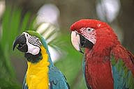 Parrots