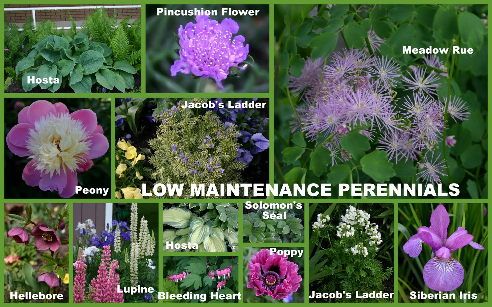 двулетние цветковые растения. покрытосеменные растения однолетние двулетние и многолетние. многолетние растения окружающий мир 3 класс. лес волшебный дворец презентация. яблоня многолетнее или однолетнее растение.