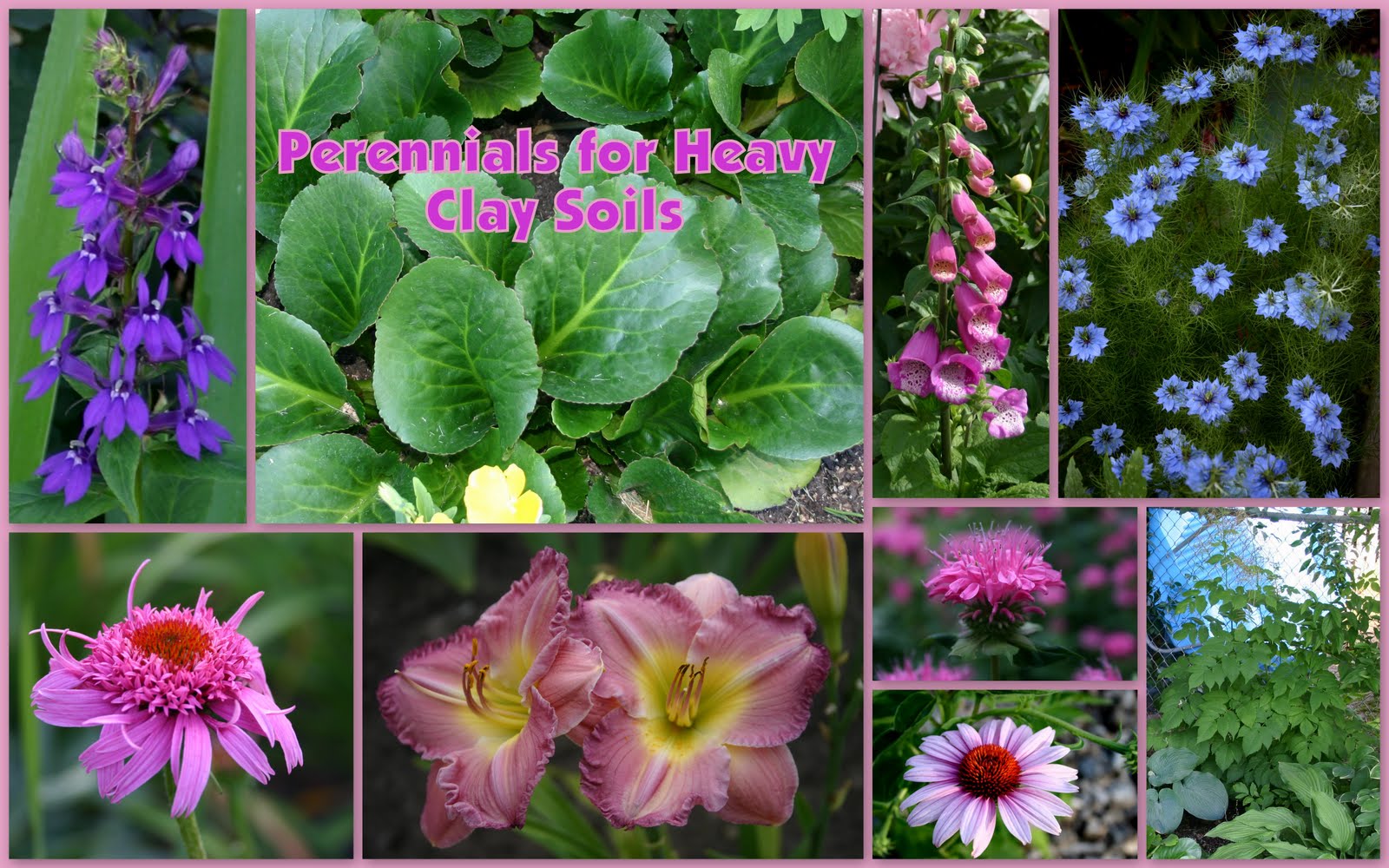 Sowing the Seeds LOAM THE PERFECT SOIL FOR PERENNIALS