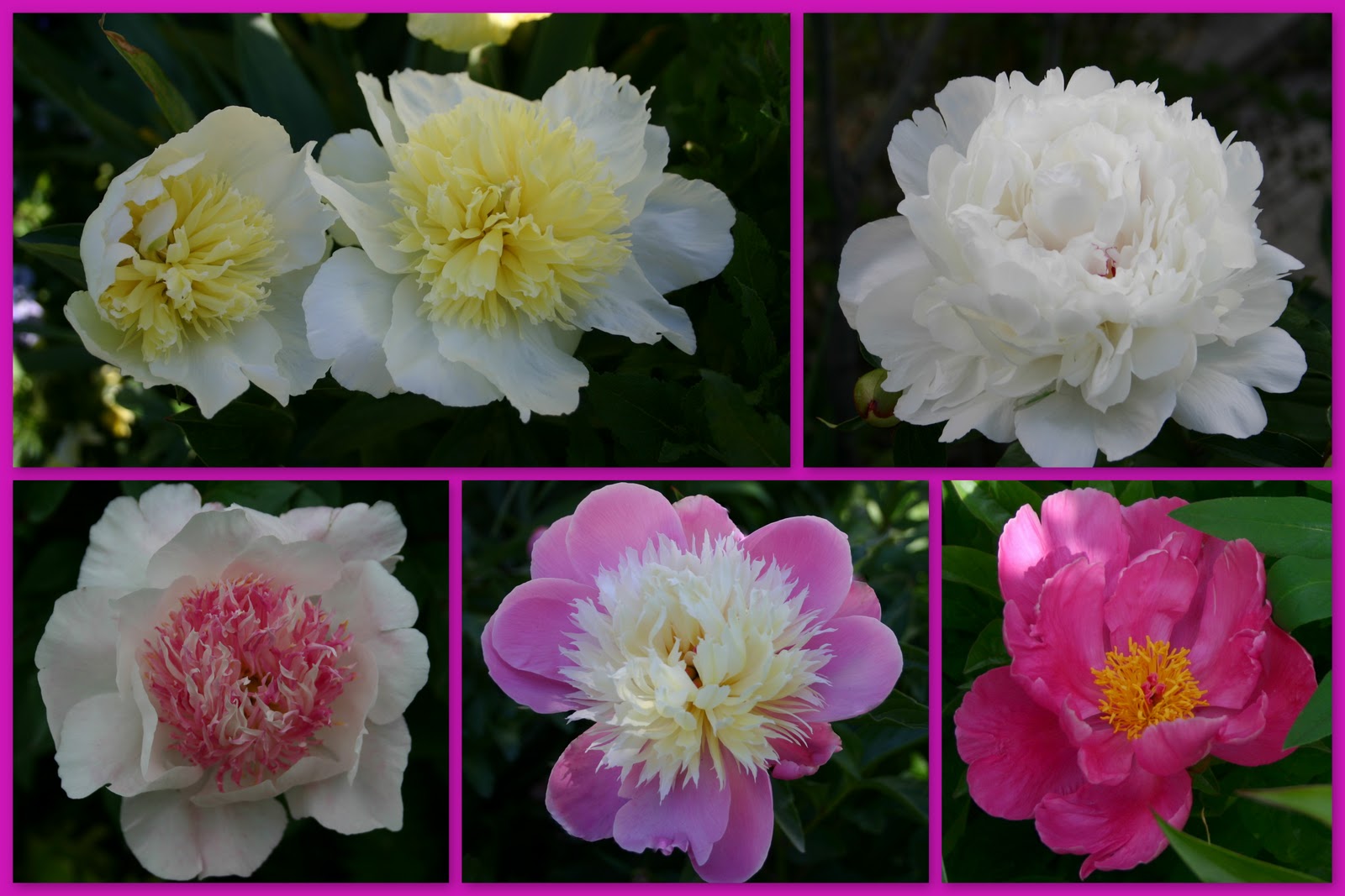 FALL THE BEST TIME TO PLANT PEONIES Sowing the Seeds