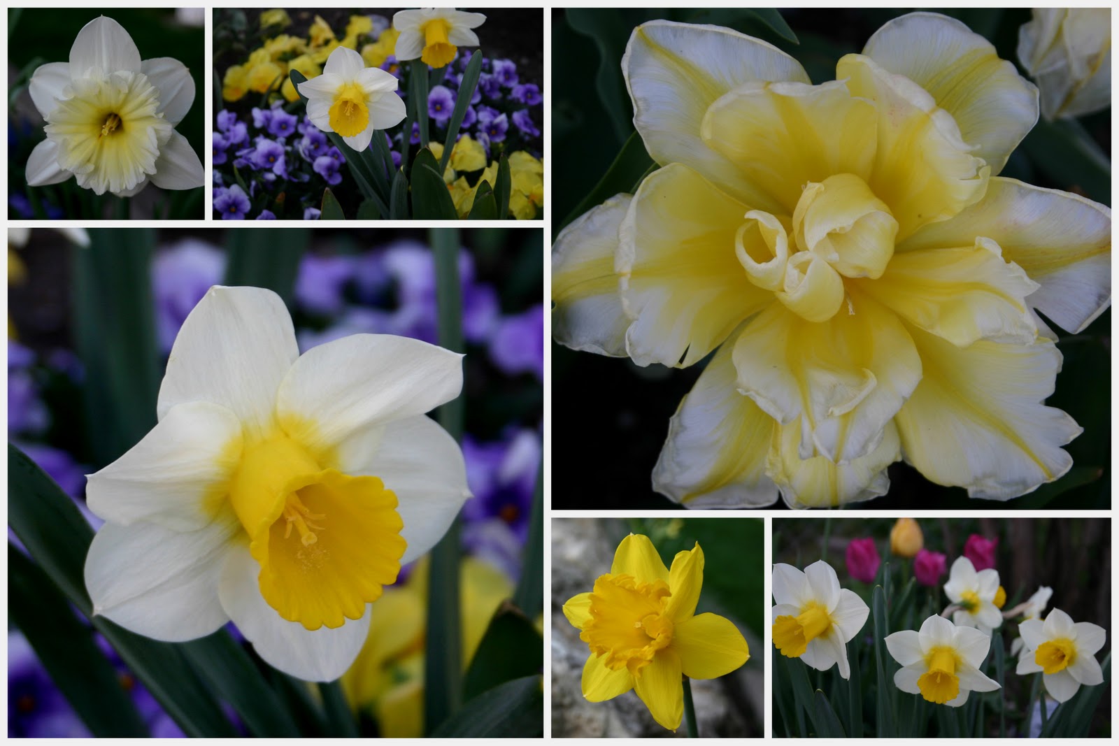 "WHEN WORDS FAIL, FLOWERS SPEAK" Sowing the Seeds