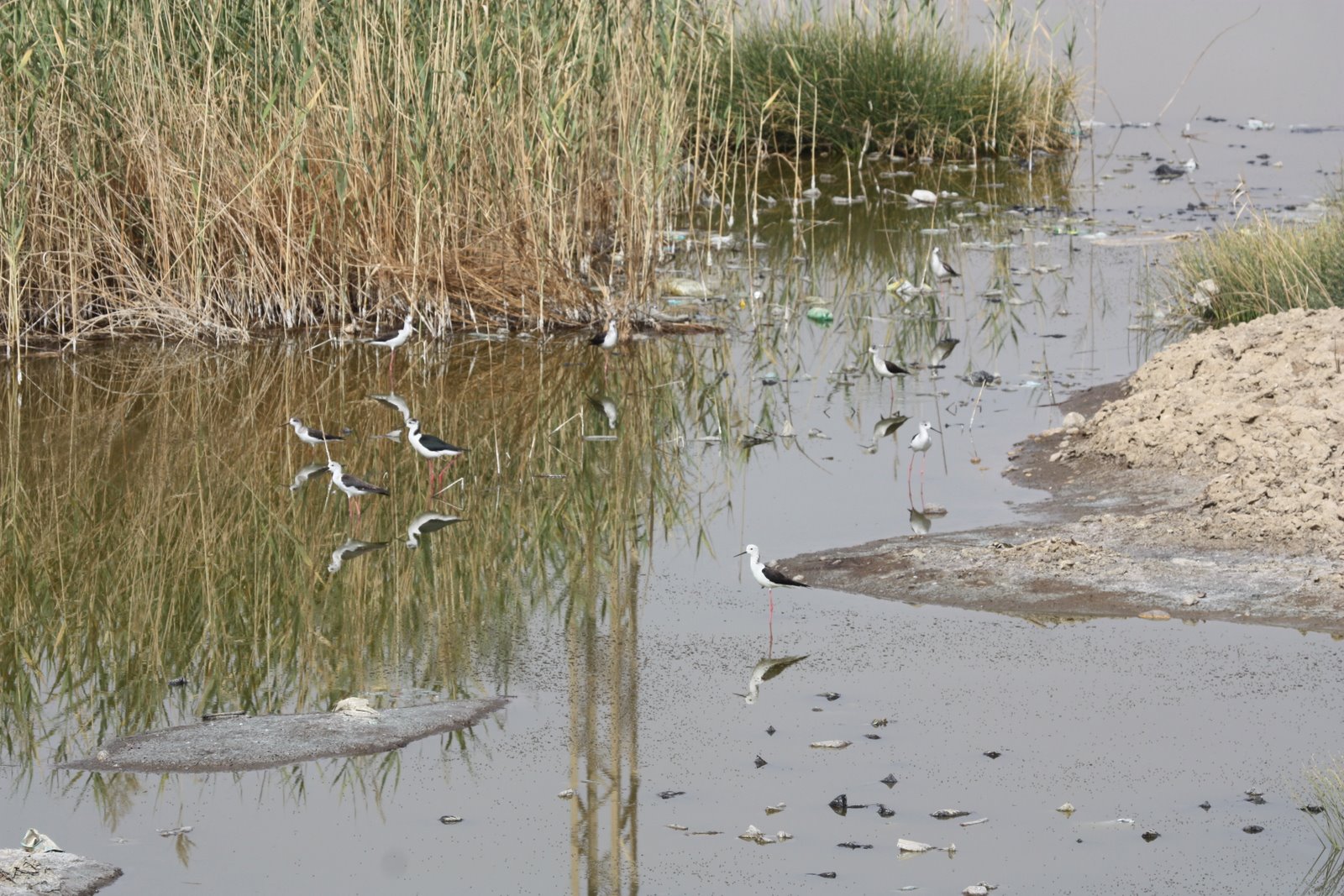 Birding in Egypt March birds near the Nile Luxor Egypt