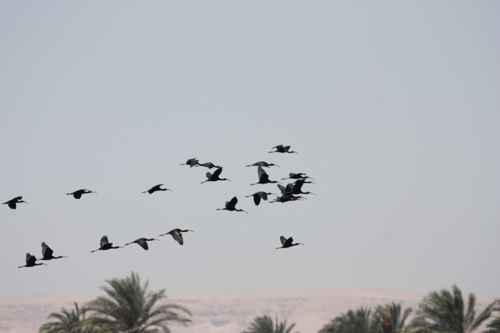Birding in Egypt March birds near the Nile Luxor Egypt