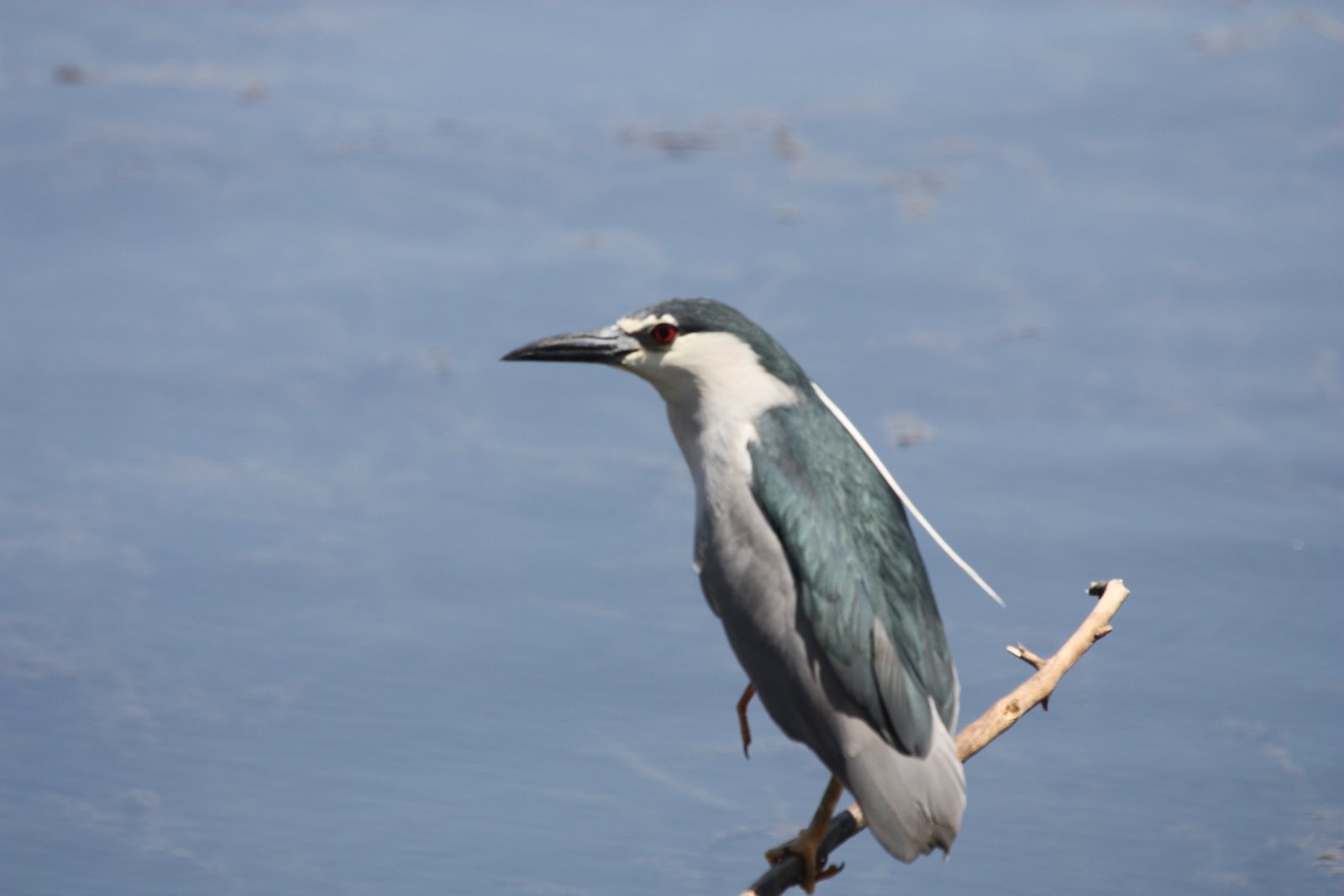 Birding in Egypt March birds near the Nile Luxor Egypt