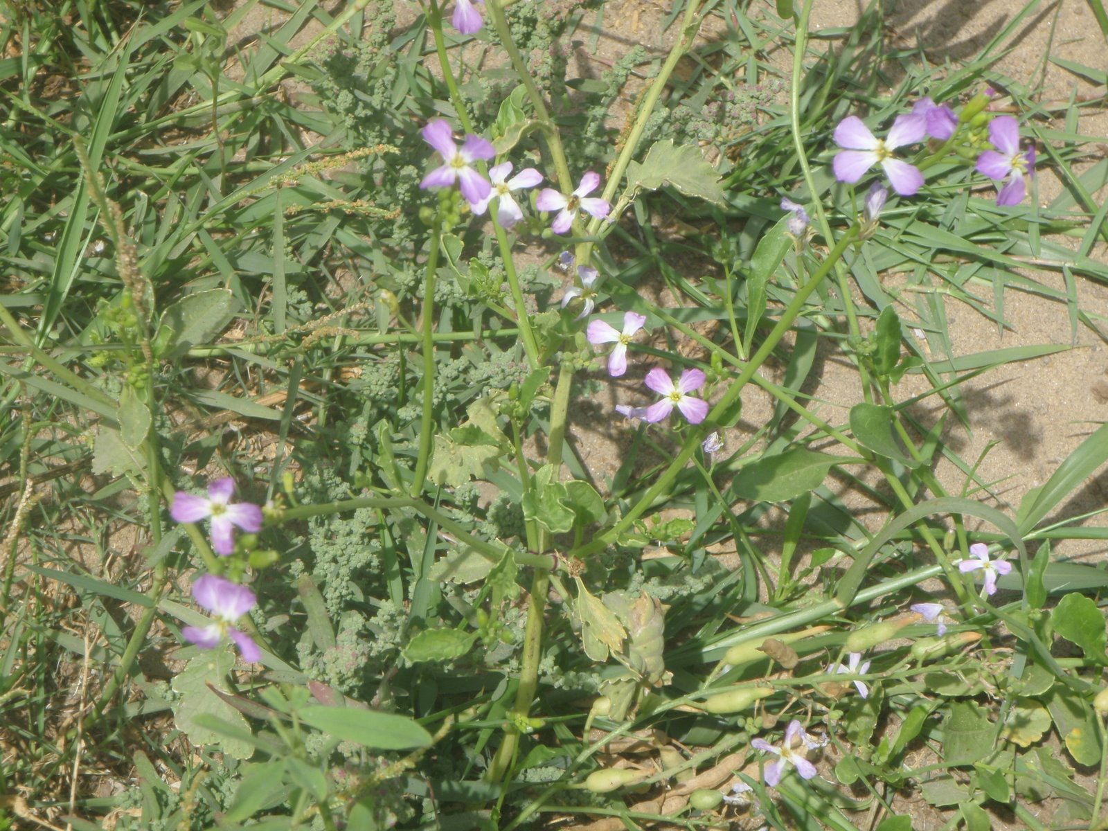 Plants in Egypt Flowers of the Nile valley