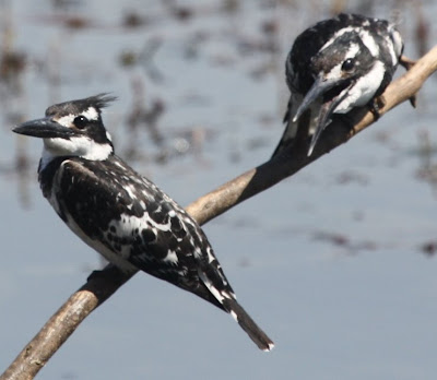 Birding in Egypt: 3/5/10 birds on the river Nile