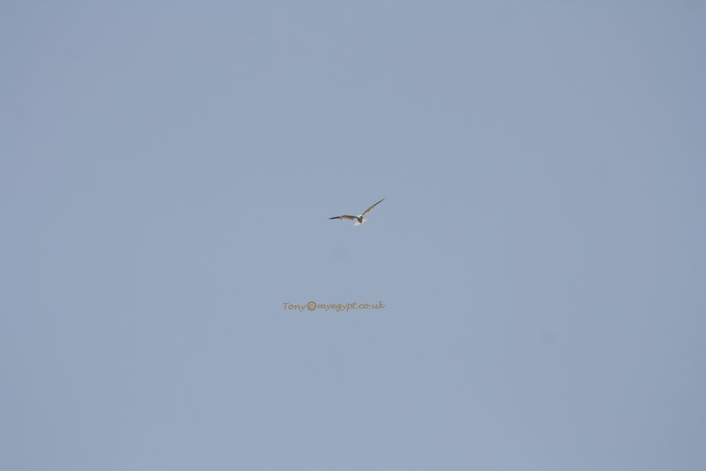 Birding in Egypt Blackwinged Kite ,Elanus caeruleus