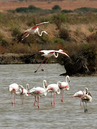 Flamencos