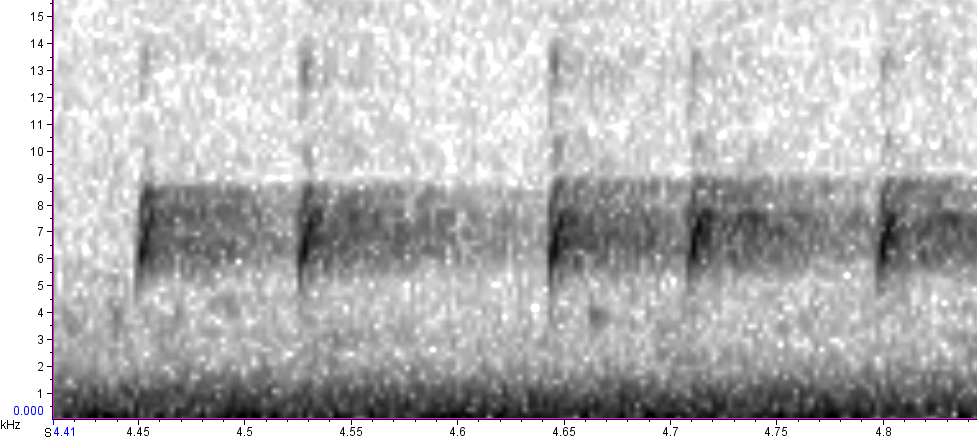 BIRD CALLS and SONGS: Finch calls