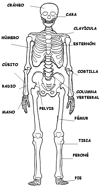 conoce el cuerpo humano esqueleto humano