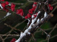 winter berries copyright kerry dexter